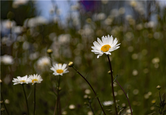 Let your lawns look after local nature 